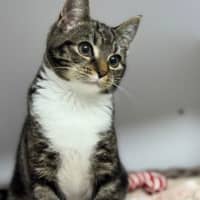Photo of Cherry
