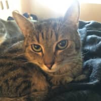 Photo of Max And Bunny (Bonded Pair)