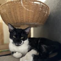 Photo of Oreo