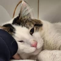 Photo of Snowy
