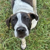 Photo of Clumsy Smurf