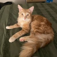 Photo of Nacho (Ginger)