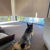 Photo of Oscar *$150 Adoption Fee*