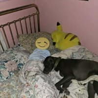 Photo of Nibbles