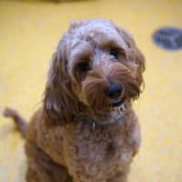 Photo of Ruby