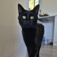 Photo of Liesa The Cat