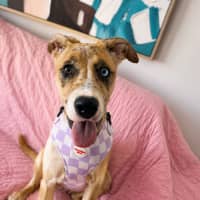 Photo of Violet