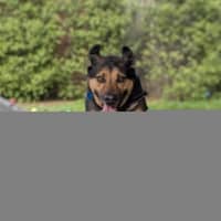 Photo of Maximus