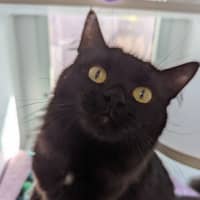 Photo of Wren