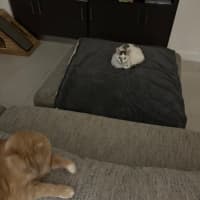 Photo of Scarlett Meet Me @Petstock Hastings Store 