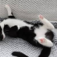 Photo of Pip