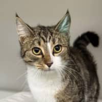 Photo of Ninotchka