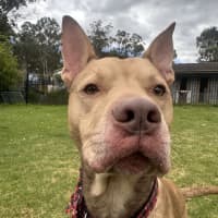 Photo of Woody