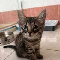 Photo of Dennis   In Foster Care In Greensborough