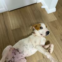 Photo of Toffee Twist