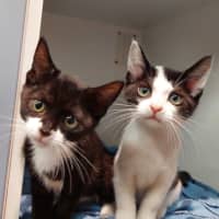 Photo of Lunar And Polar