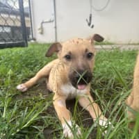 Photo of Chino