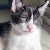 Photo of Lex 💙💙🐾