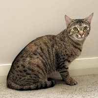 Photo of 11725   Candy Cane