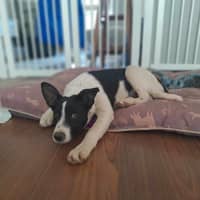 Photo of Bonnie