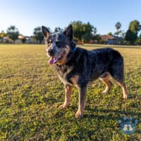 Photo of Tex