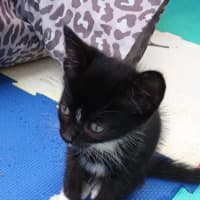 Photo of Sox