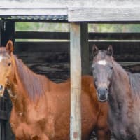 Photo of Ginger (Montville Lass)