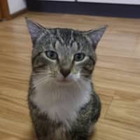 Photo of Meatball