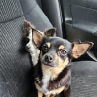 Photo of Meeka And Nugget