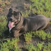 Photo of Zeus Imp 660