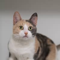 Photo of Bella