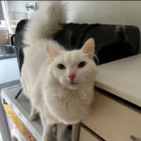 Photo of Azrael ( Azi )