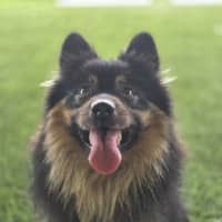 Photo of Milo