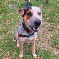 Photo of Chippie