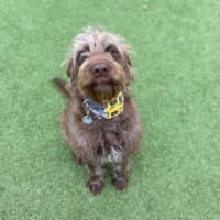 Photo of Rufus