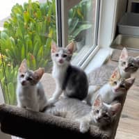 Photo of Belle   Meet Me At Petstock Chelsea