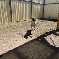 Photo of Piper