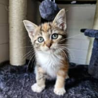 Photo of Pebbles 