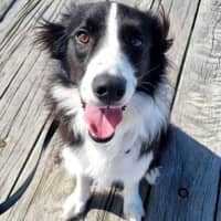 Photo of Buddy