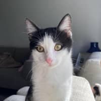 Photo of Oreo 