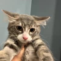 Photo of Summer Meet Me @Petstock Mornington Nepean Hwy