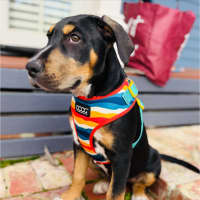 Photo of Axel