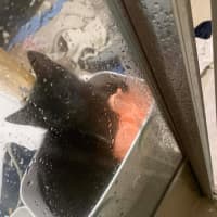 Photo of Starling