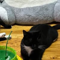 Photo of Ula ** 2nd Chance Cat Rescue **