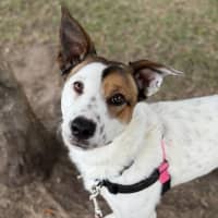Photo of Rosie