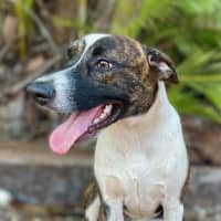 Photo of Lucky
