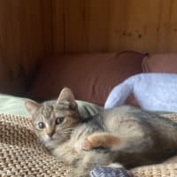 Photo of Tawny 