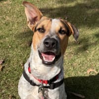 Photo of Rusty