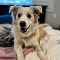 Photo of Biscuit