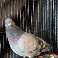 Photo of Lufi
